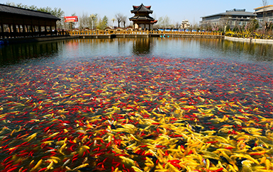 酒泉湖(hú)美景